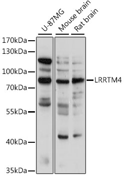 Western blot analysis of extracts of various cell lines using LRRTM4 Polyclonal Antibody at 1:1000 dilution.