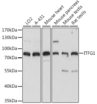 Western blot analysis of extracts of various cell lines using ITFG1 Polyclonal Antibody at 1:1000 dilution.