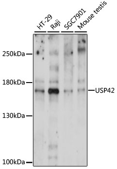 Western blot analysis of extracts of various cell lines using USP42 Polyclonal Antibody at 1000 dilution.