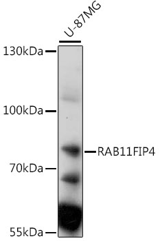 Western blot analysis of extracts of U-87MG cells using RAB11FIP4 Polyclonal Antibody at 1:1000 dilution.