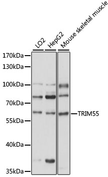 Western blot analysis of extracts of various cell lines using TRIM55 Polyclonal Antibody at 1000 dilution.