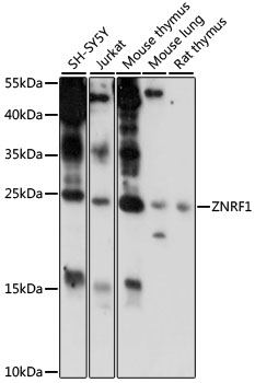 Western blot analysis of extracts of various cell lines using ZNRF1 Polyclonal Antibody at 1000 dilution.