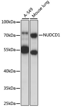 Western blot analysis of extracts of various cell lines using NUDCD1 Polyclonal Antibody at 1000 dilution.