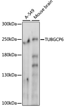 Western blot analysis of extracts of various cell lines using TUBGCP6 Polyclonal Antibody at 1000 dilution.