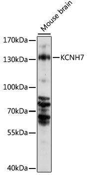 Western blot analysis of extracts of mouse brain using KCNH7 Polyclonal Antibody at 1000 dilution.