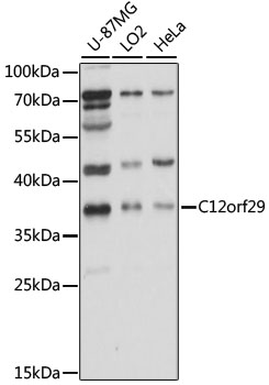 Western blot analysis of extracts of various cell lines using C12orf29 Polyclonal Antibody at 1000 dilution.