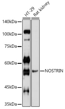 Western blot analysis of extracts of various cell lines using NOSTRIN Polyclonal Antibody at 1:1000 dilution.