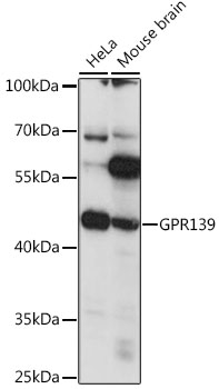 Western blot analysis of extracts of various cell lines using GPR139 Polyclonal Antibody at 1:1000 dilution.