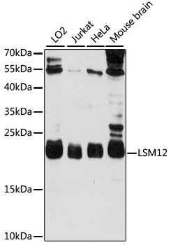 Western blot analysis of extracts of various cell lines using LSM12 Polyclonal Antibody at 1000 dilution.