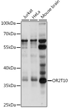 Western blot analysis of extracts of various cell lines using OR2T10 Polyclonal Antibody at 1:1000 dilution.