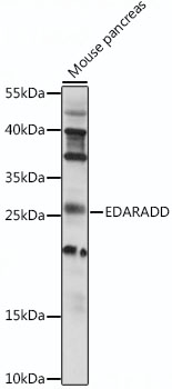 Western blot analysis of extracts of mouse pancreas using EDARADD Polyclonal Antibody at 1:1000 dilution.