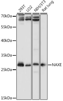 Western blot analysis of extracts of various cell lines using NAXE Polyclonal Antibody at 1:1000 dilution.