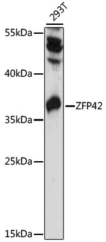 Western blot analysis of extracts of 293T cells using ZFP42 Polyclonal Antibody at 1000 dilution.