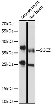 Western blot analysis of extracts of various cell lines using SGCZ Polyclonal Antibody at 1000 dilution.