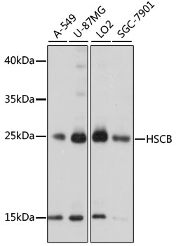 Western blot analysis of extracts of various cell lines using HSCB Polyclonal Antibody at 1000 dilution.