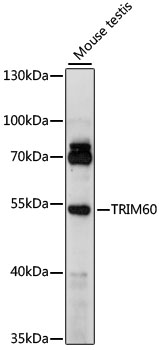 Western blot analysis of extracts of mouse testis using TRIM60 Polyclonal Antibody at 1000 dilution.