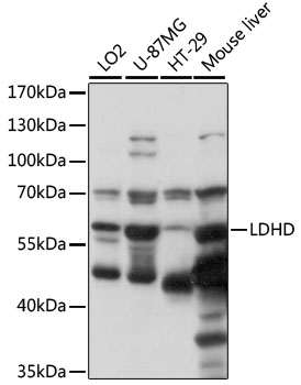 Western blot analysis of extracts of various cell lines using LDHD Polyclonal Antibody at 1000 dilution.