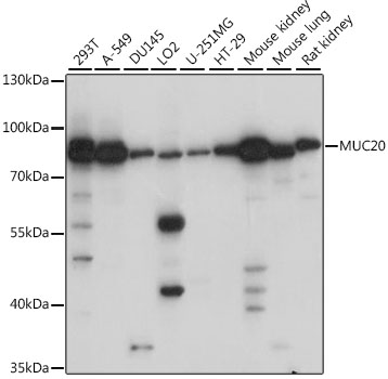 Western blot analysis of extracts of various cell lines using MUC20 Polyclonal Antibody at 1:1000 dilution.