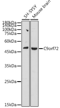 Western blot analysis of extracts of various cell lines using C9orf72 Polyclonal Antibody at 1:1000 dilution.