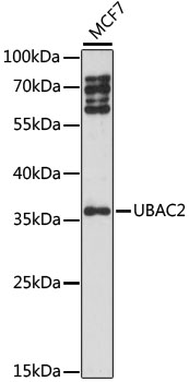 Western blot analysis of extracts of MCF7 cells using UBAC2 Polyclonal Antibody at 1:1000 dilution.