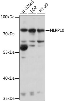 Western blot analysis of extracts of various cell lines using NLRP10 Polyclonal Antibody at 1:1000 dilution.