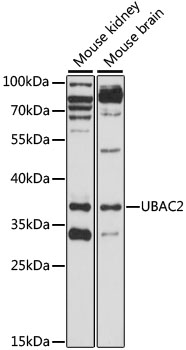 Western blot analysis of extracts of various cell lines using UBAC2 Polyclonal Antibody at 1:1000 dilution.