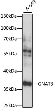 Western blot analysis of extracts of A-549 cells using GNAT3 Polyclonal Antibody at 1:1000 dilution.
