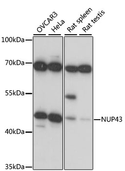 Western blot analysis of extracts of various cell lines using NUP43 Polyclonal Antibody at 1:1000 dilution.