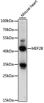 Western blot analysis of extracts of mouse heart using MEF2B Polyclonal Antibody at 1:1000 dilution.