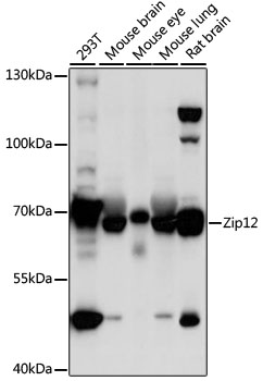 Western blot analysis of extracts of various cell lines using Zip12 Polyclonal Antibody at 1:1000 dilution.