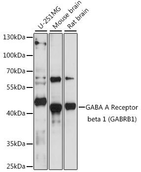 Western blot analysis of extracts of various cell lines using GABA A Receptor beta 1 Polyclonal Antibody at1:1000 dilution.