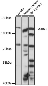 Western blot analysis of extracts of various cell lines using AXIN1 Polyclonal Antibody at 1:1000 dilution.