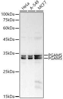 Western blot analysis of various lysates using PGAM5 Polyclonal Antibody at 1:500 dilution.