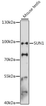 Western blot analysis of extracts of mouse testis using SUN1 Polyclonal Antibody at 1:3000 dilution.