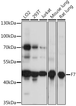 Western blot analysis of extracts of various cell lines using F7 Polyclonal Antibody at 1:1000 dilution.