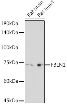 Western blot analysis of extracts of various cell lines using FBLN1 Polyclonal Antibody at1:2000 dilution.