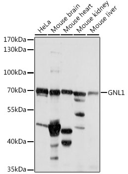 Western blot analysis of extracts of various cell lines using GNL1 Polyclonal Antibody at 1:1000 dilution.