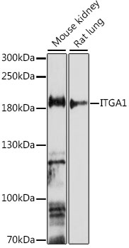 Western blot analysis of extracts of various cell lines using ITGA1 Polyclonal Antibody at 1:1000 dilution.