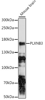 Western blot analysis of extracts of mouse brain using PLXNB3 Polyclonal Antibody at 1:1000 dilution.