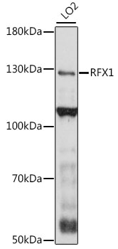 Western blot analysis of extracts of LO2 cells using RFX1 Polyclonal Antibody at 1:1000 dilution.