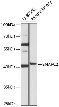 Western blot analysis of extracts of various cell lines using SNAPC2 Polyclonal Antibody at 1:1000 dilution.