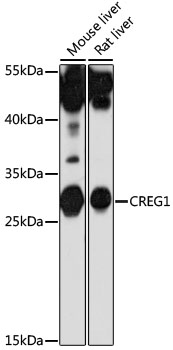 Western blot analysis of extracts of various cell lines using CREG1 Polyclonal Antibody at 1:1000 dilution.