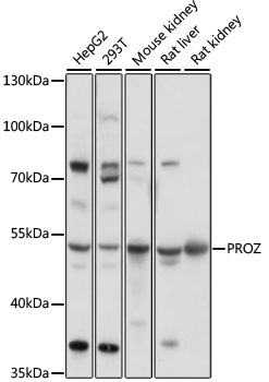 Western blot analysis of extracts of various cell lines using PROZ Polyclonal Antibody at 1:1000 dilution.