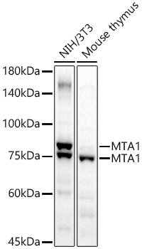 Western blot analysis of extracts of various cell lines using MTA1 Polyclonal Antibody at 1:2000 dilution.