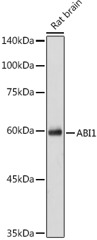 Western blot analysis of extracts of Rat brain cells using ABI1 Polyclonal Antibody at 1:1000 dilution.