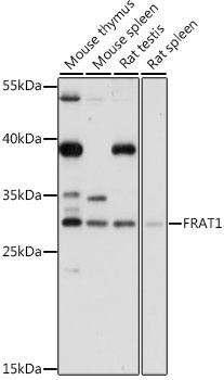 Western blot analysis of extracts of various cell lines using FRAT1 Polyclonal Antibody at 1:1000 dilution.