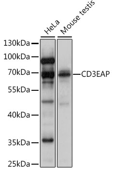 Western blot analysis of extracts of various cell lines using CD3EAP Polyclonal Antibody at 1:1000 dilution.