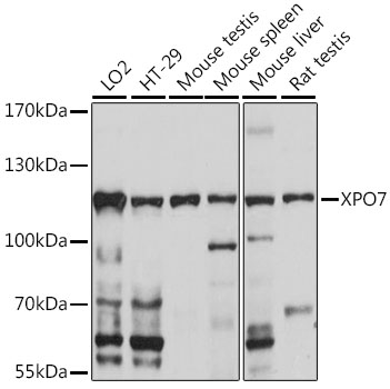 Western blot analysis of extracts of various cell lines using XPO7 Polyclonal Antibody at 1:1000 dilution.