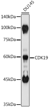 Western blot analysis of extracts of DU145 cells using CDK19 Polyclonal Antibody at 1:1000 dilution.