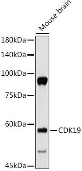 Western blot analysis of extracts of Mouse brain using CDK19 Polyclonal Antibody at 1:500 dilution.